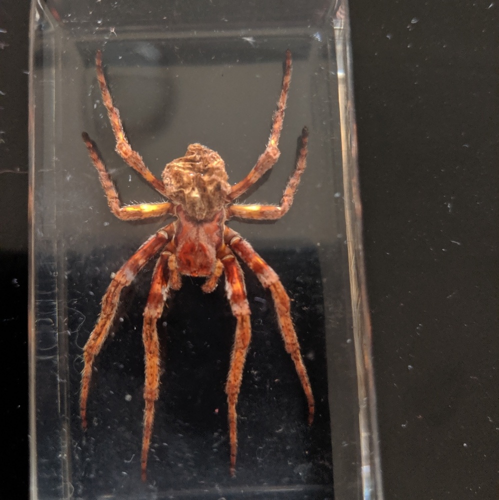 Resin Real Spider